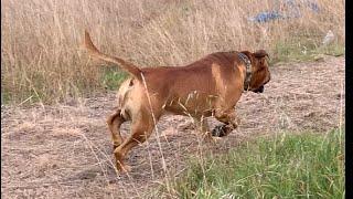 Boerboel on a Fox Hunt #boerboel #trending #doglover