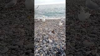 Birds Meeting on Beach - Réunion de Piafs sur la Plage EP.15