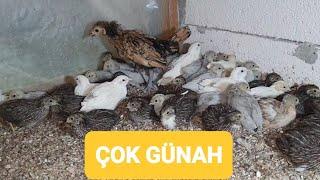 ÇİN BILDIRCIN ETİ ve YUMURTASI YENİR Mİ ? 