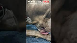 Max Shorts  Himself  ASMR DOG LICKING  No Talking #Shorts