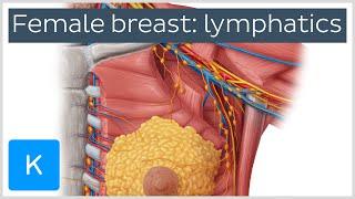 Female Breast Lymphatic Drainage preview - Human Anatomy  Kenhub