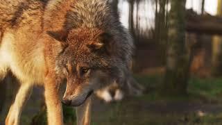 What does a Wolf fart sound like?