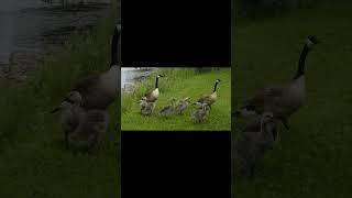 Goose Family out for a stroll  #viralshorts #popularyoutubeshorts  #nature