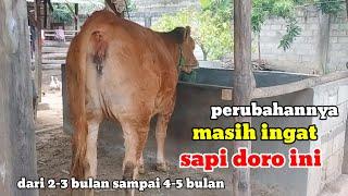 Ciri ciri sapi doro perdana bunting 4 bulan#