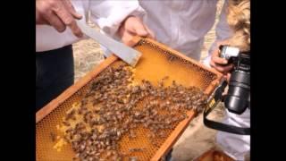 Difference between brood and honey cells