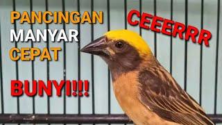 PANCINGAN BURUNG MANYAR AGAR BUNYI MANYAR GACOR MANYAR KEPALA EMAS