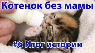 Котёнок без мамы. Итог истории #6  Актуально