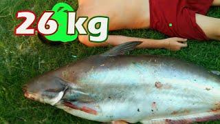 Tarikan ikan patin liar 26kgsebesar bocah SDemang dahsyat.giant catfish fhising.