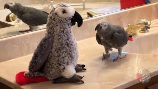 Sociable parrot makes friends with parrot stuffed animal