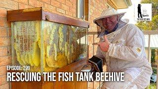 Saving The Fish Tank Beehive Transferring To A Flow Hive  The Bush Bee Man