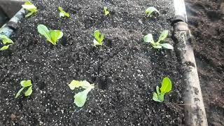 GROWING LETTUCES ON CHARPAI