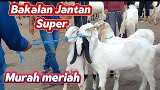 UPDATE HARGA KAMBING‼️DI HARI INI SELASA 3 SEPTEMBER 2024.DI PASAR WLINGI BLITAR  HARGA MEROSOTTAJAM