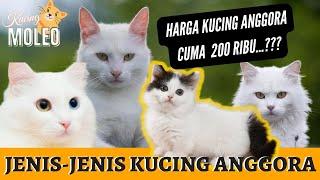 CEK HARGA KUCING ANGGORA  JENIS-JENIS KUCING ANGGORA #pecintakucing #hargakucinganggora #kucing