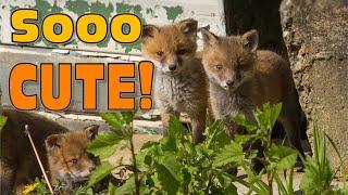 Fox cubs emerging into sunlight & playing  CUTENESS ALERT