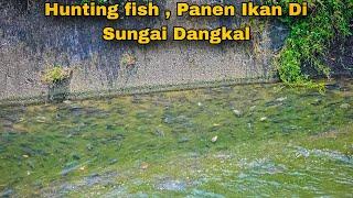 Panen ikan di sungai dangkal  hunting fish