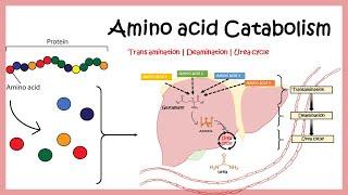 Amino acid catabolism Transamination  Deamination  Urea cycle