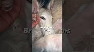 Rating the ⭐️SOUNDS⭐️ of my goats #borzoi #rating #doglike #weird #ASMR #dogs #unhinged #list #cute
