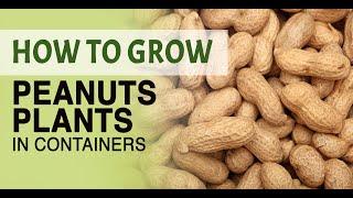 How to grow peanuts in containers