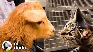 Gato busca en cada jaula del veterinario para acariciar a los otros animales  El Dodo