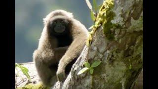 Discovering Gibbons  Expedition Borneo  BBC Earth