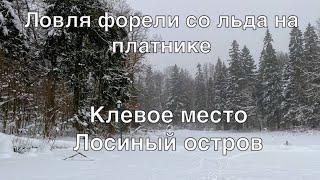 Ловля форели со льда на платнике. КЛЕВОЕ МЕСТО.  Лосиный остров. Верхний пруд