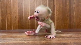 Deep Pity Little Newborn Baby Monkey A Tong Crqing T@ntram Need Mama Attention