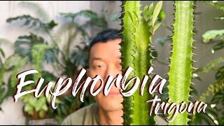 Euphorbia Trigona African milk tree Care Tips and Propagation - WITH UPDATES