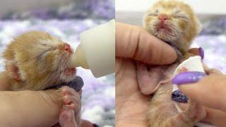 Feeding a newborn kitten from a bottle and massaging her tummy