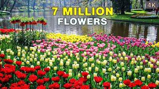 The Worlds Biggest Flower Garden  4K Walk in Keukenhof Netherlands 