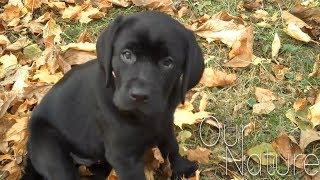 Cutest Lab Puppies Compilation 2018