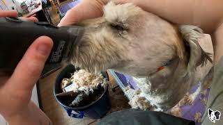 FARM DOG Shave Down