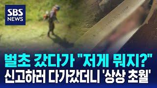 벌초 갔다가 저게 뭐지?…신고하러 다가갔더니 상상 초월  SBS  오클릭