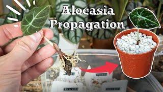 Grow alocasia from corms bulbs  ALOCASIA PROPAGATION