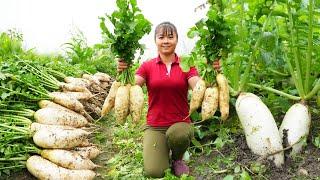 Harvesting Radish Goes To Market Sell - Sugarcane gardens were destroyed  Phương Free Bushcraft