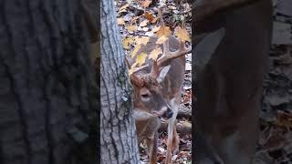 170” GIANT 8 Point At The Base Of The Tree #hunting #shorts #bowhunting