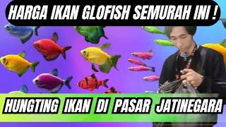 Harga ikan glofish semurah ini  terbaru di pasar jatinegara
