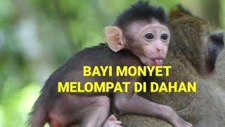 baby monkey fall from tree