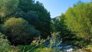 Sweet river in the forest. Bird and water sounds. Nature blue sky horizon. Relaxing meditation
