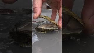 Garlic Hot Sauce on an Oyster? #oysters #oystertastetest #hotsauce