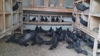#BAKU  #PIGEONS.  Знаменитые Широкохвостые голуби Гейдара Бабаева в Баку  31.08.19г... продолжению.