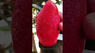 হাইব্রিড জাতের মিয়াজাকি সূর্য ডিম আম Hybrid Miyazaki mango cutting Miazaki mango in Bangladesh