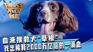 血液搜救犬“草根” 找出稀释2000万亿倍的一滴血 震撼人心！ 挑战不可能 Impossible Challenge