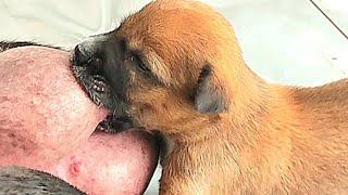 Cute newborn 2 days old have First time breastfeeding #puppy #dogs #puppyplaytime #doglover #dog