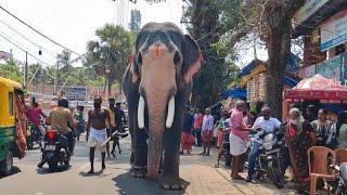 വഴിയരികിൽ കണ്ട കരിമ്പ് എടുത്ത് അയ്യപ്പൻ  Chirakkatt Ayyappan Elephant in Kerala  ആന