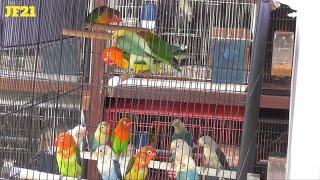 Lovebird belajar kawin di kandang koloni