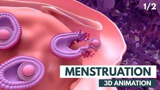 Menstrual Cycle Basics  3D animation 12