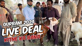 Live deal soda kitne ka howa l qurbani 2024 I shahpur kanjra Mandi Lahore