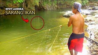 PASANG JARING IKAN DI SUNGAI Langsung di sarang ikannnya  banyak ikan babon