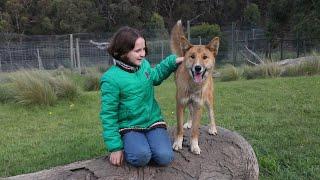 Eagle takes dingo puppy The story of Wandi