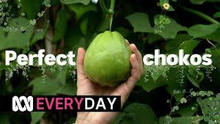 Chokos everything you need to know   Everyday  ABC Australia